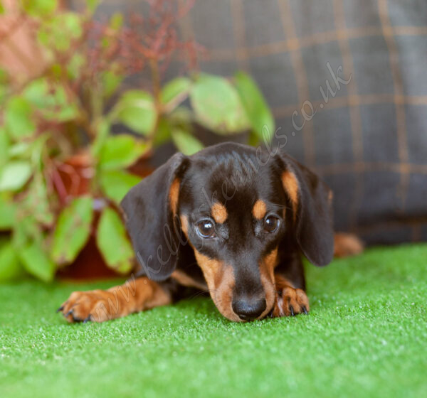 MAXX KENNELS PEDIGREE visual data 4