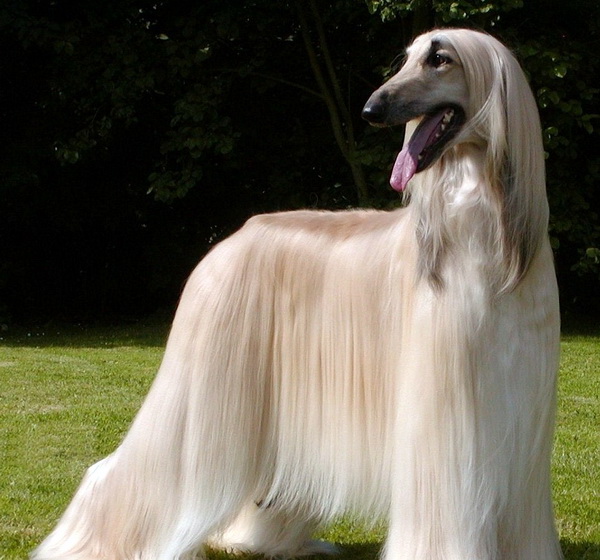 Long haired dogs