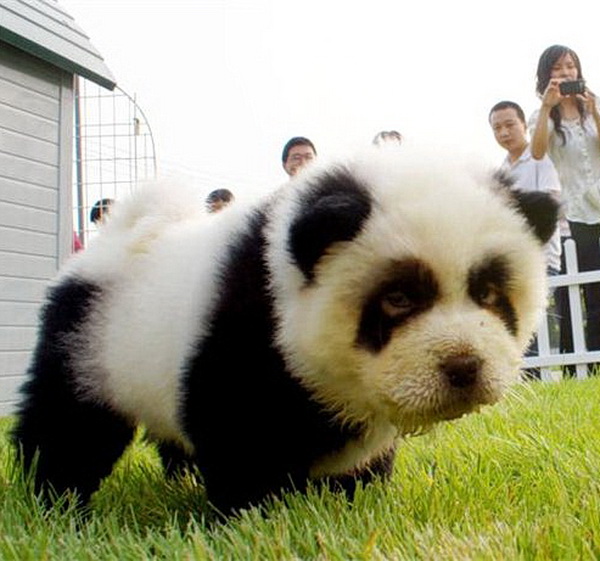 Panda dogs from China