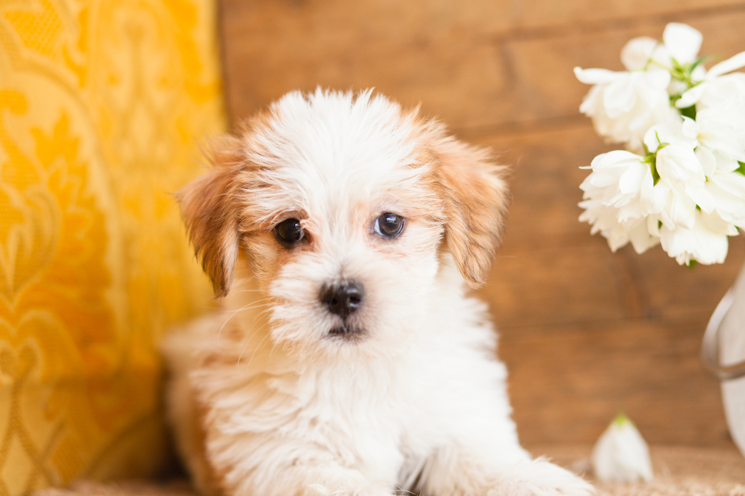 Beautiful Jack-a-Poo – Kellys Kennels