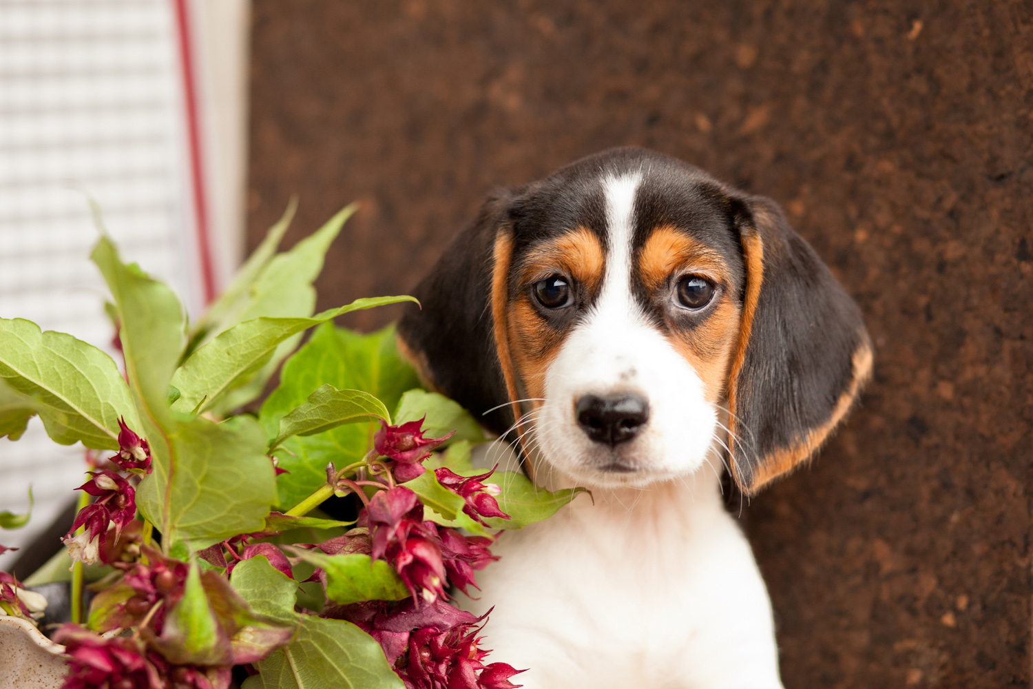 Tri-Colour Beagle puppies – Kellys Kennels1500 x 1000