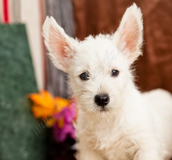 Westie Pups Really Cute Kellys Kennels