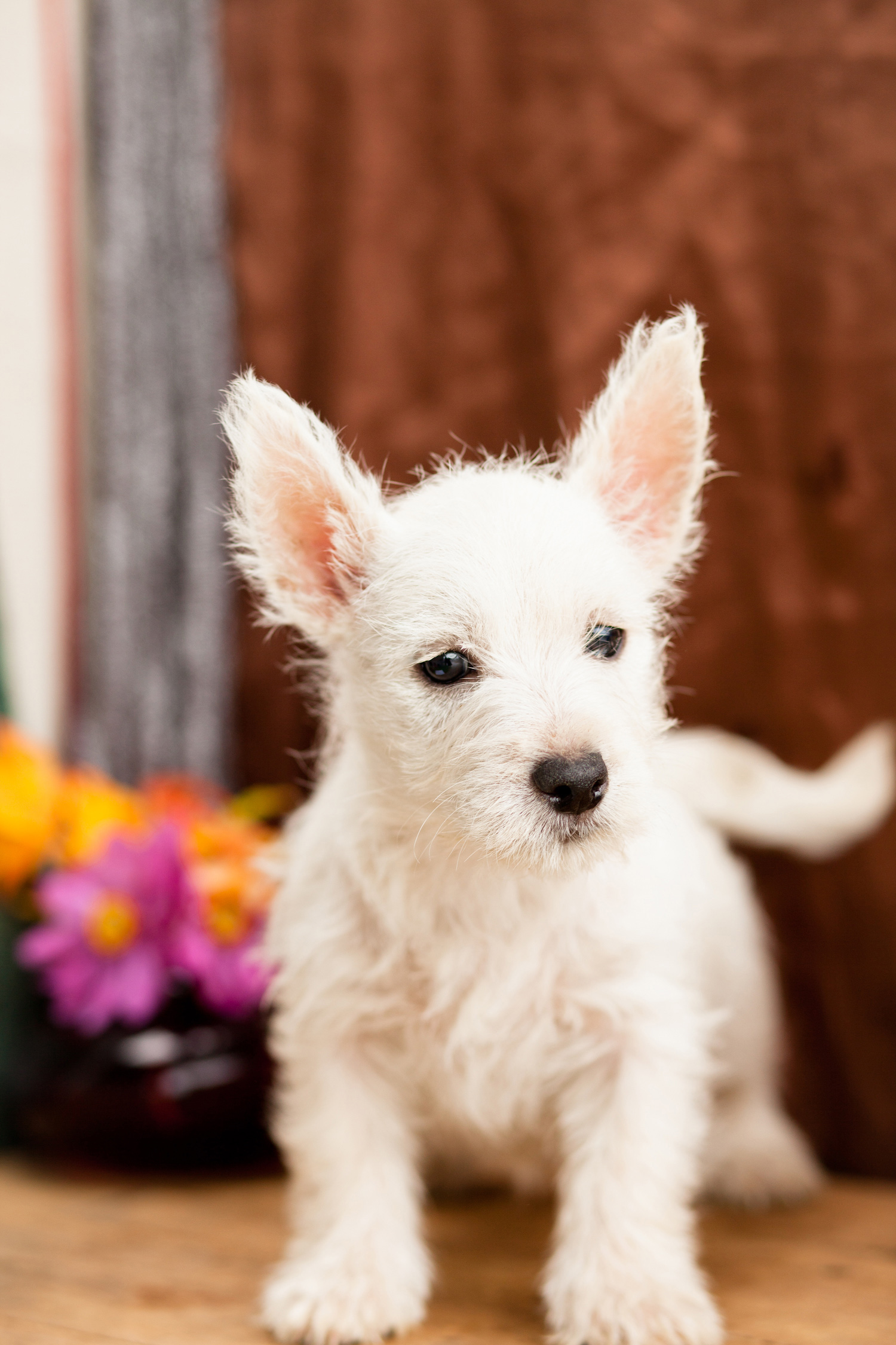 Westie Pups Really Cute Kellys Kennels