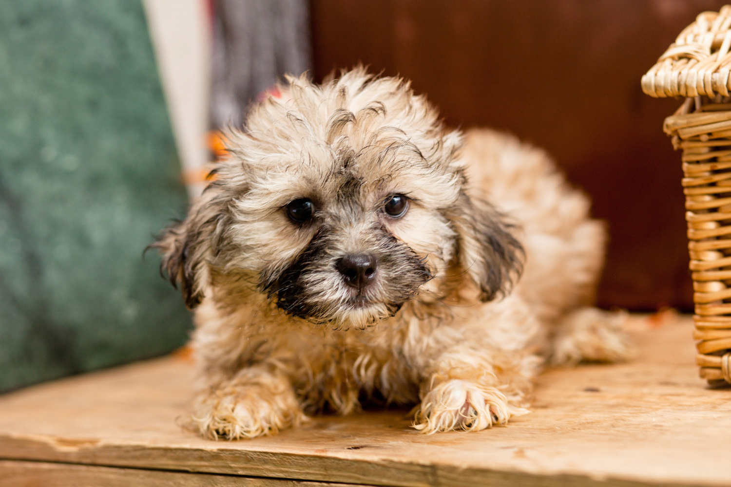 Incredible Shih Poo Kellys Kennels