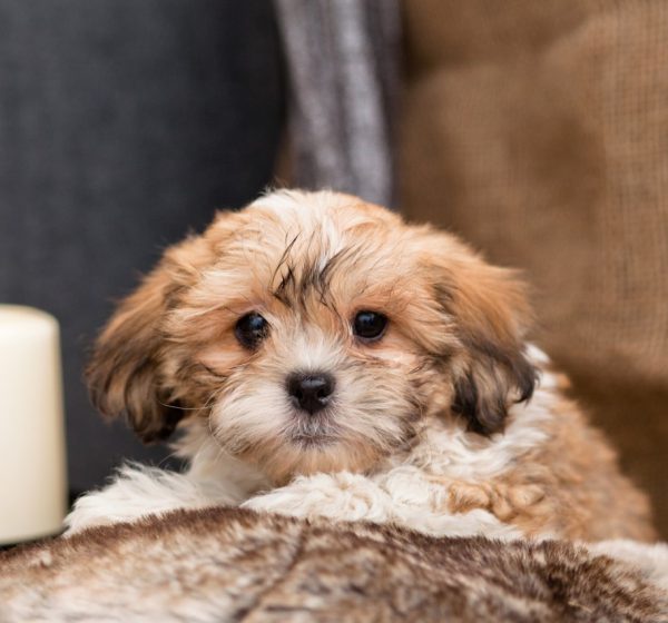 Superior Zuchon Pups Kellys Kennels