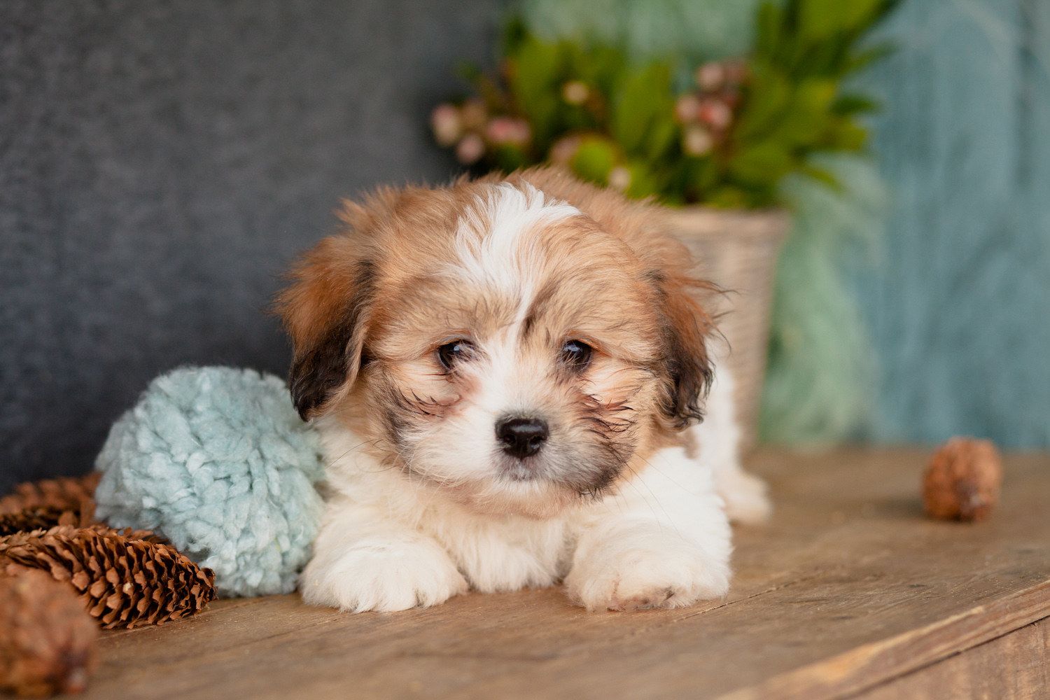 Superior Zuchon Pups Kellys Kennels