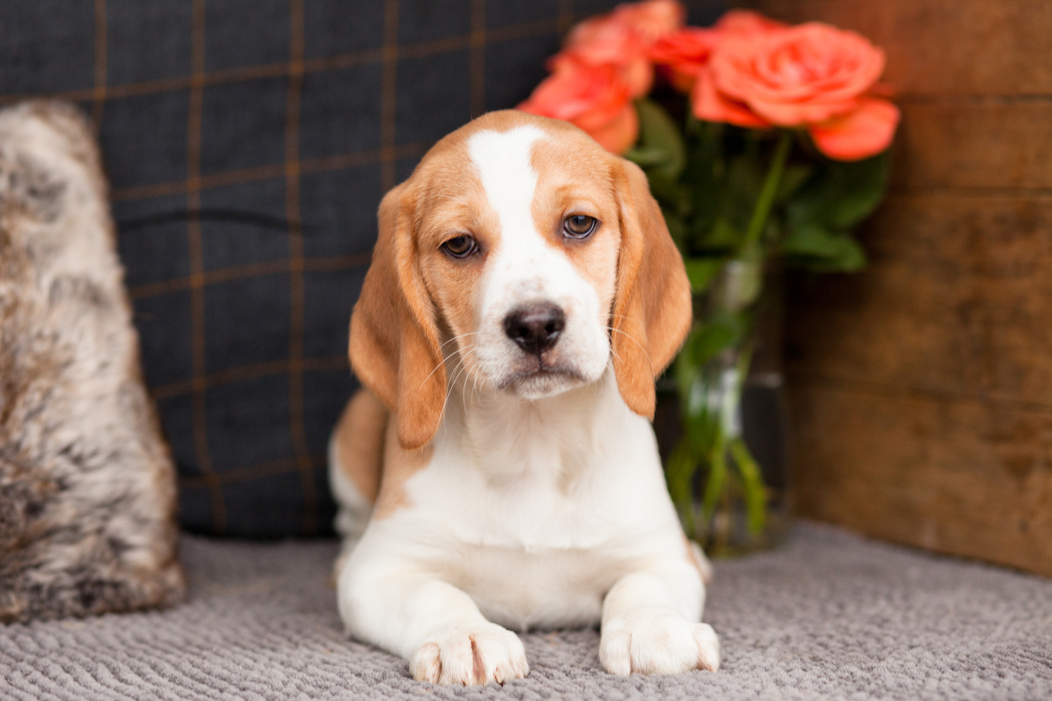 TriColour Beagle puppies Kellys Kennels