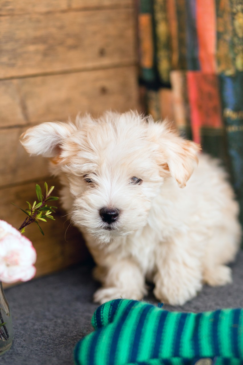 fluffy-poochons-kellys-kennels