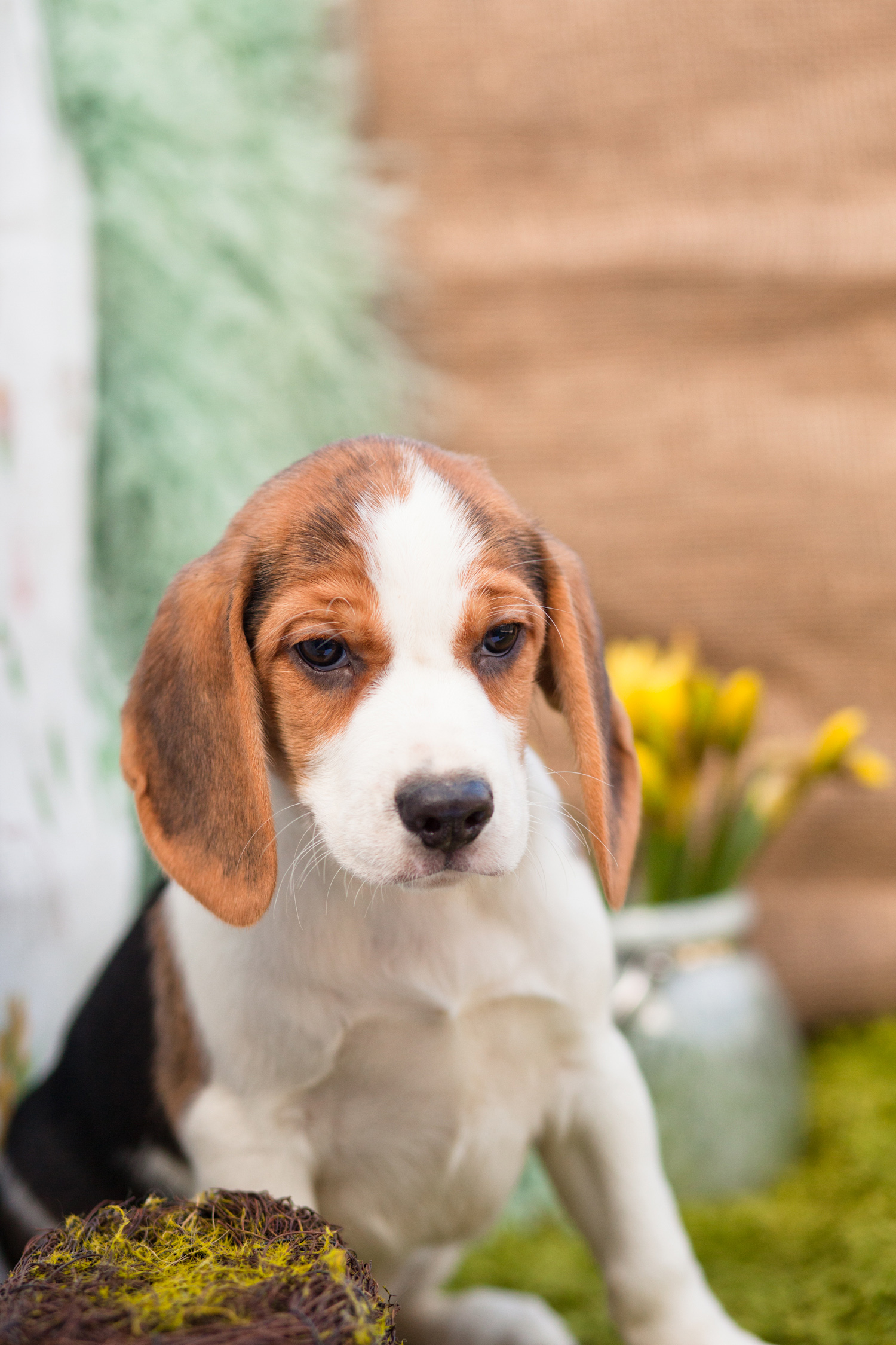 redstagdesign Where To Buy Beagle Puppies