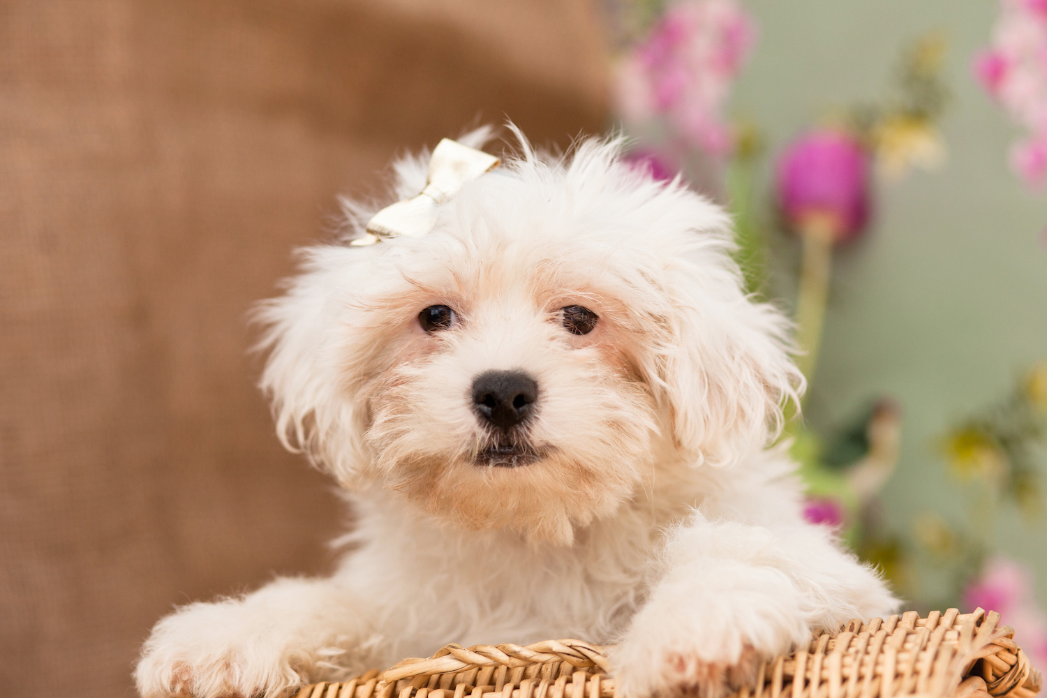 Superior Zuchon Pups Kellys Kennels