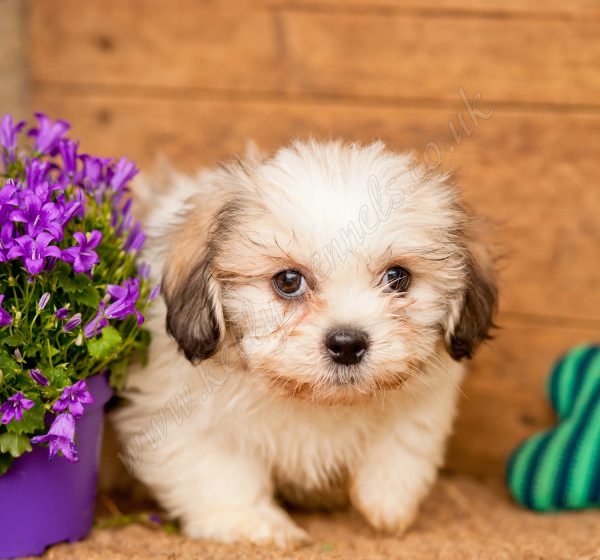 Superior Zuchon Pups Kellys Kennels