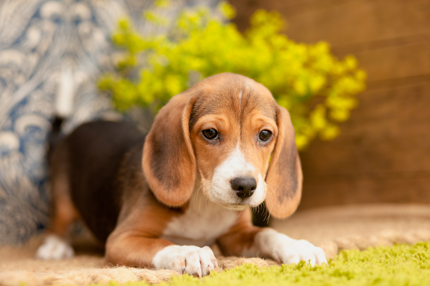 TriColour Beagles Kellys Kennels
