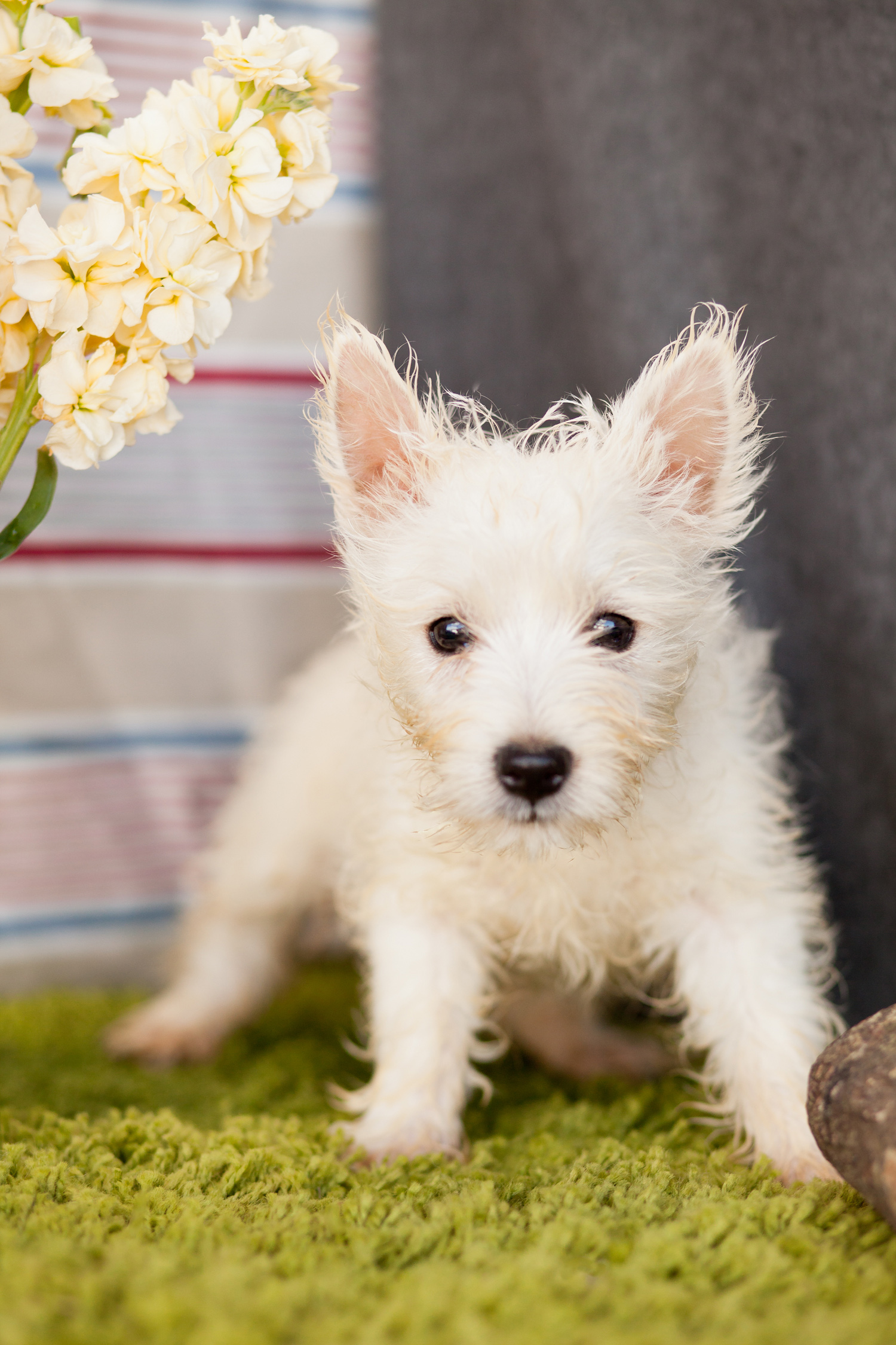 Westie Pups Really Cute Kellys Kennels