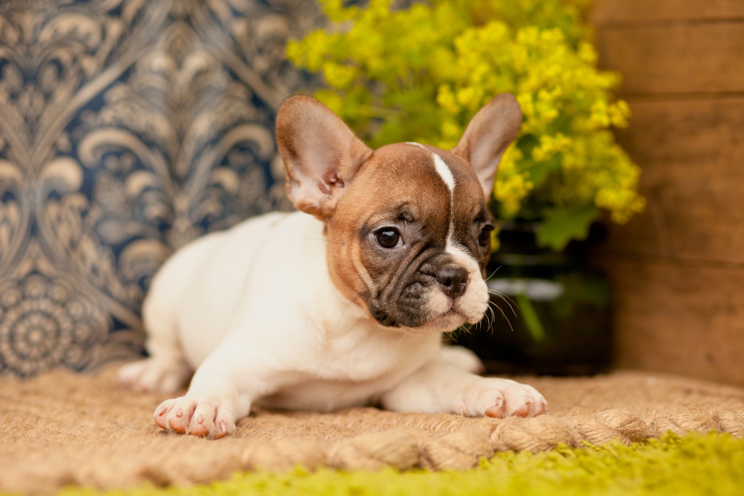 French Bulldogs Kellys Kennels