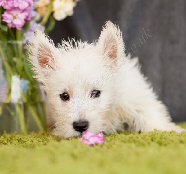 Westie Pups Really Cute Kellys Kennels