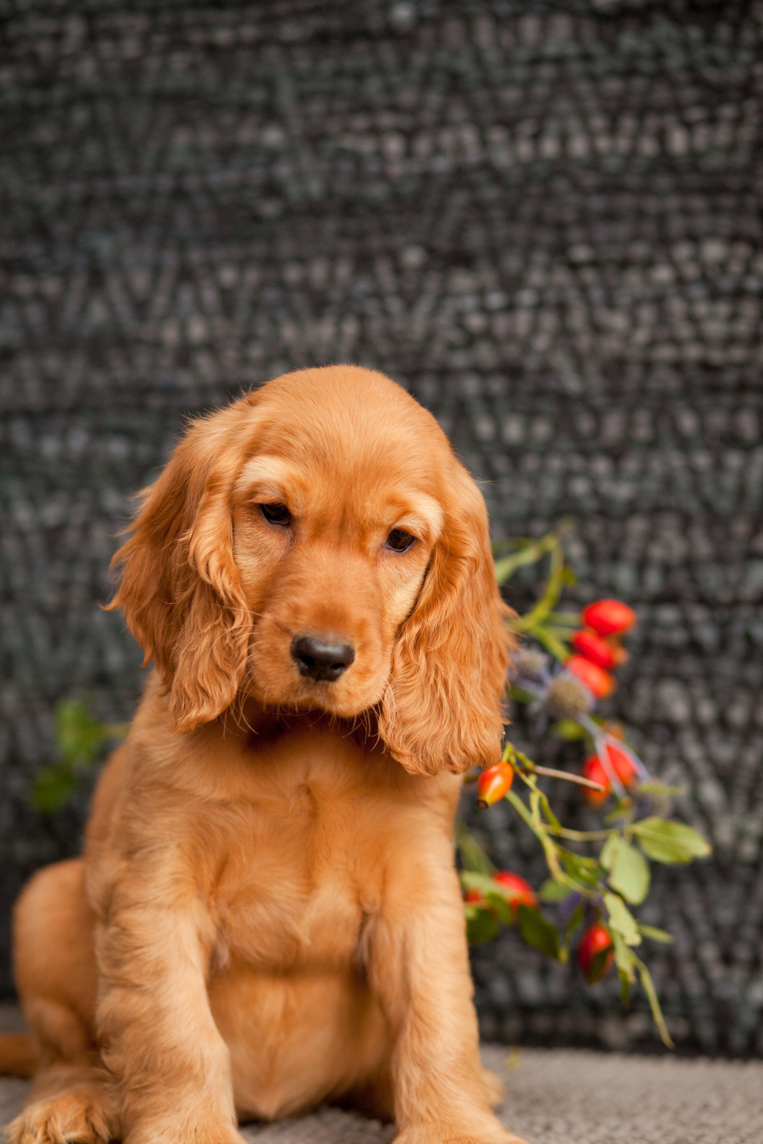 Cocker Spaniel Puppy Cocker Spaniel Puppy