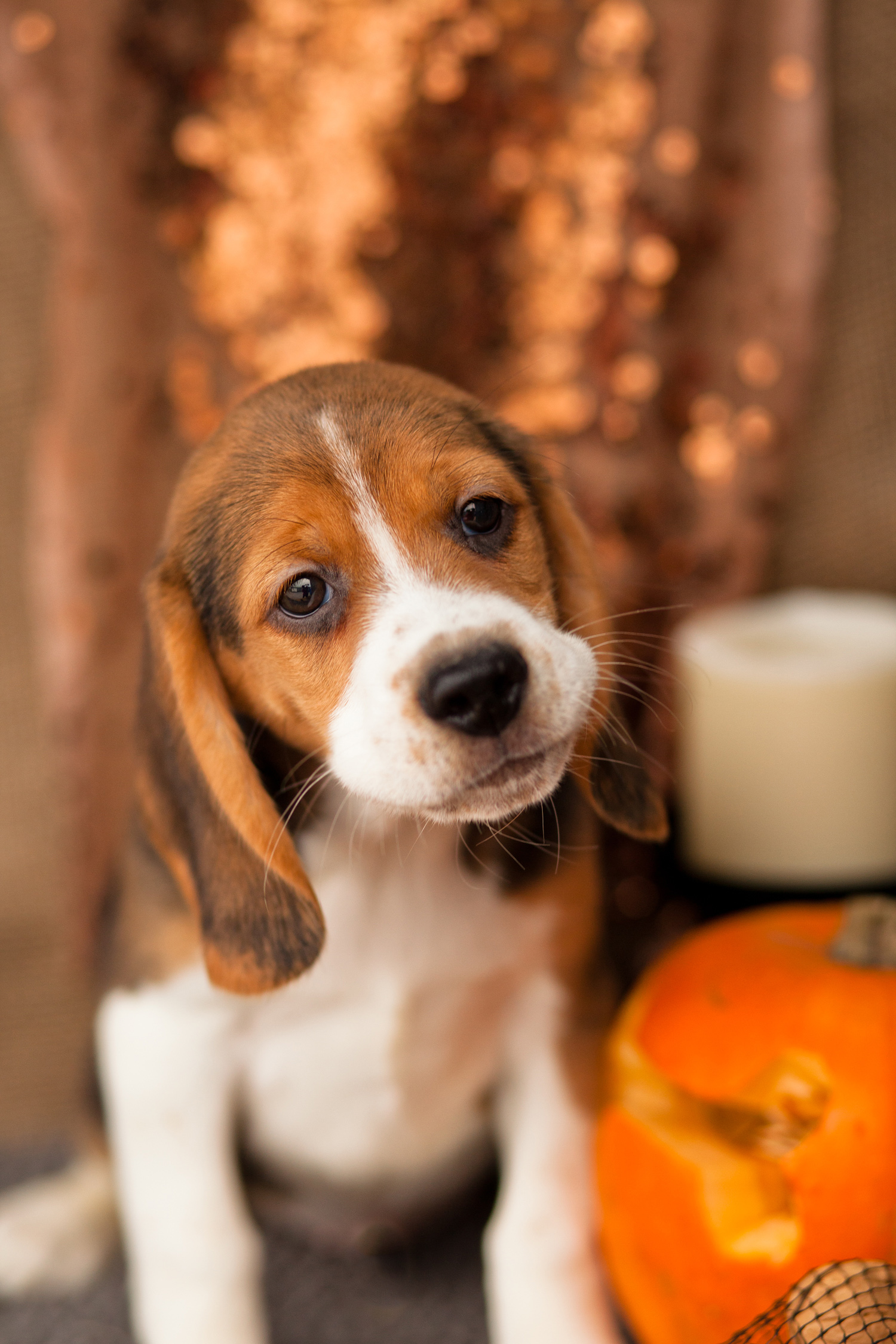 TriColour Beagles Kellys Kennels