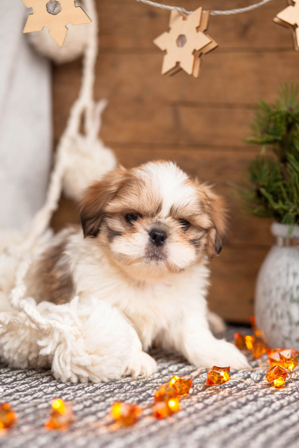 Superior Zuchon Pups Kellys Kennels