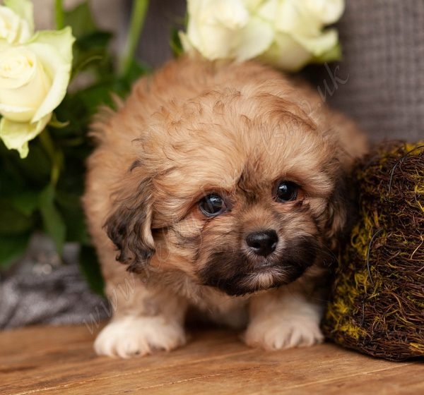 Kellys Kennels Puppies for Sale