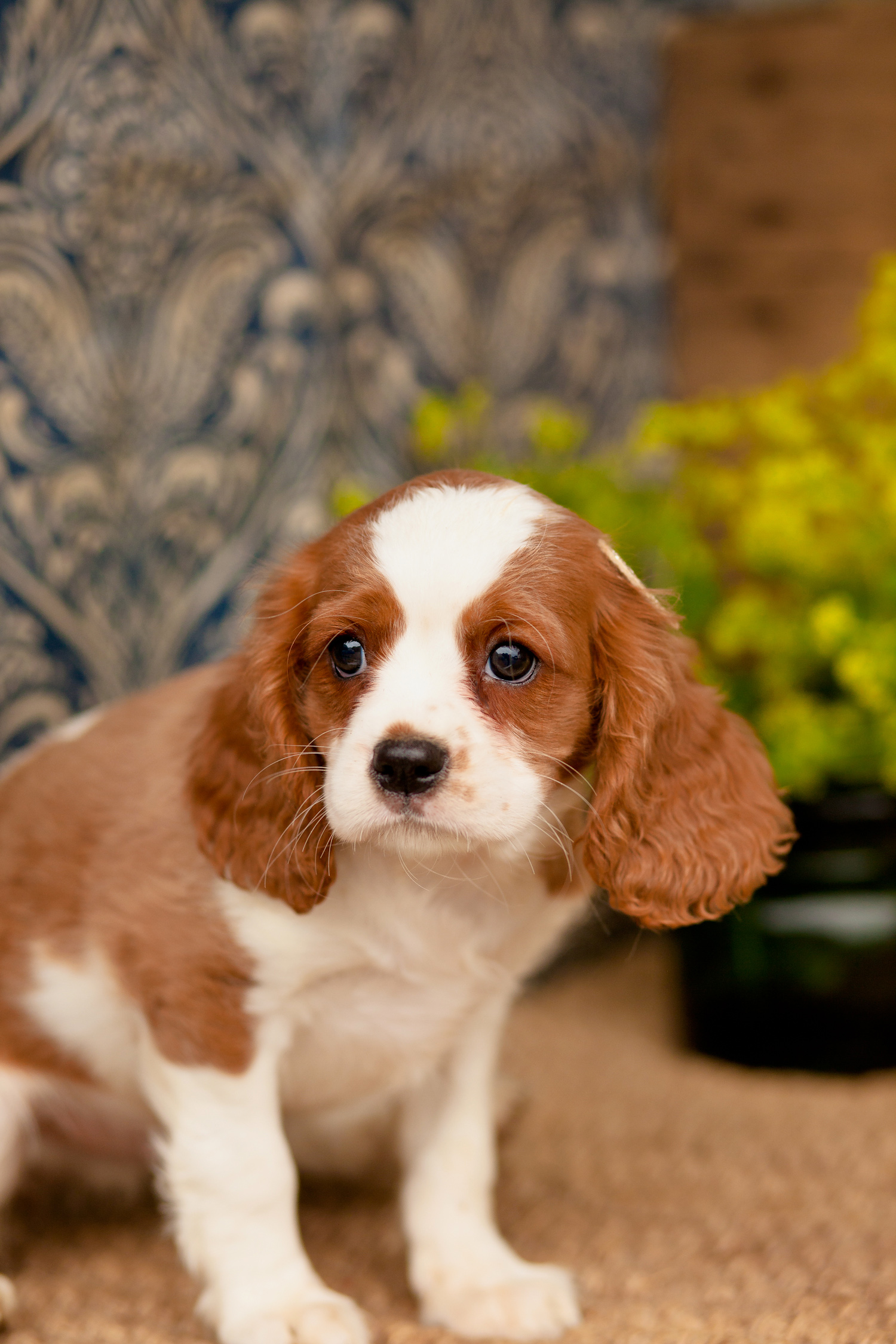 Cavalier King Charles Spaniel Dopmobility