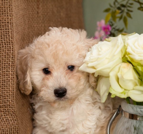 Kellys Kennels Puppies for Sale