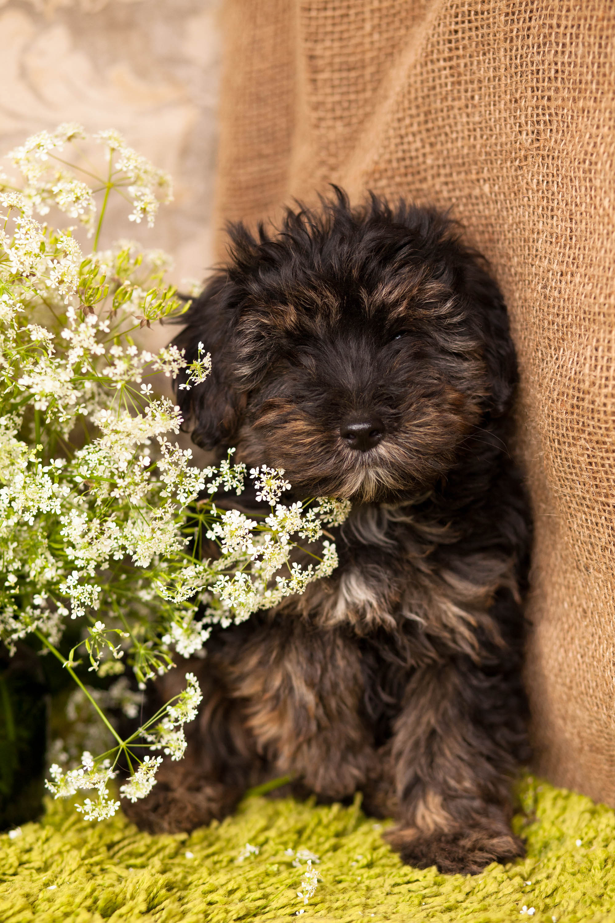 YorkiePoo Puppies Kellys Kennels