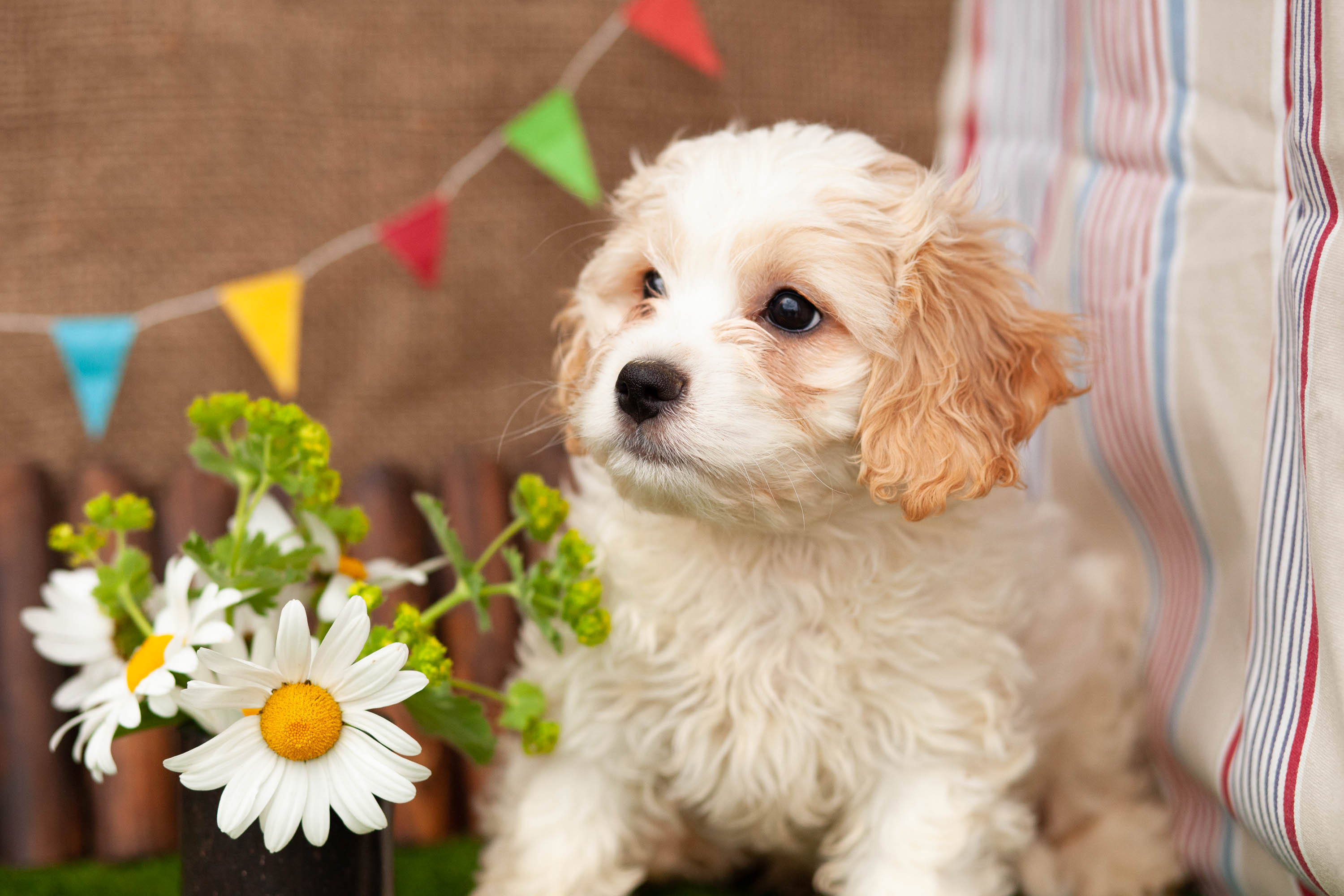 Beautiful Cavachons Kellys Kennels