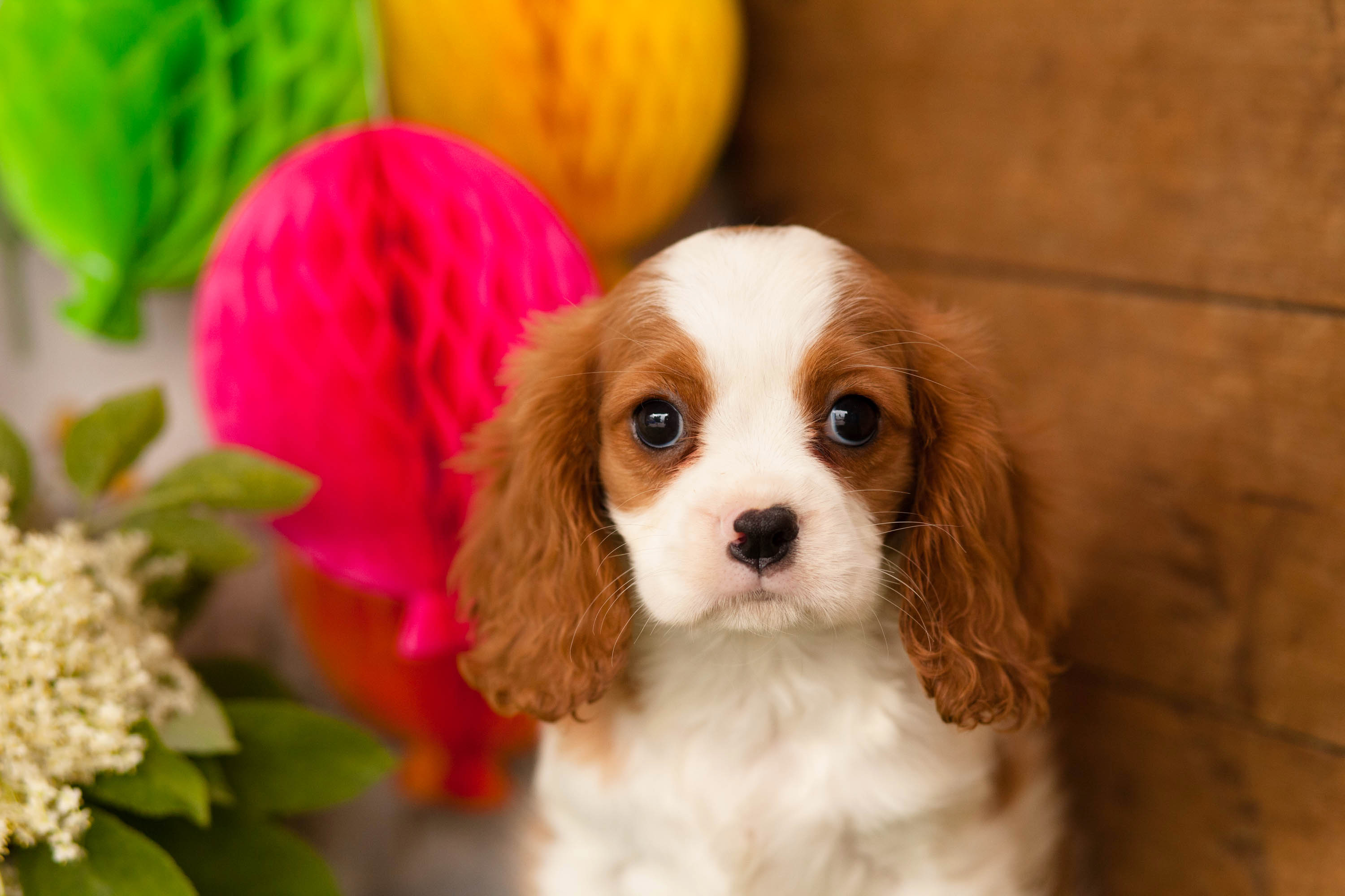Cavalier King Charles Spaniel Kellys Kennels
