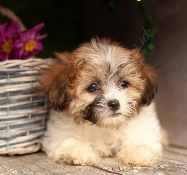 Superior Zuchons Kellys Kennels