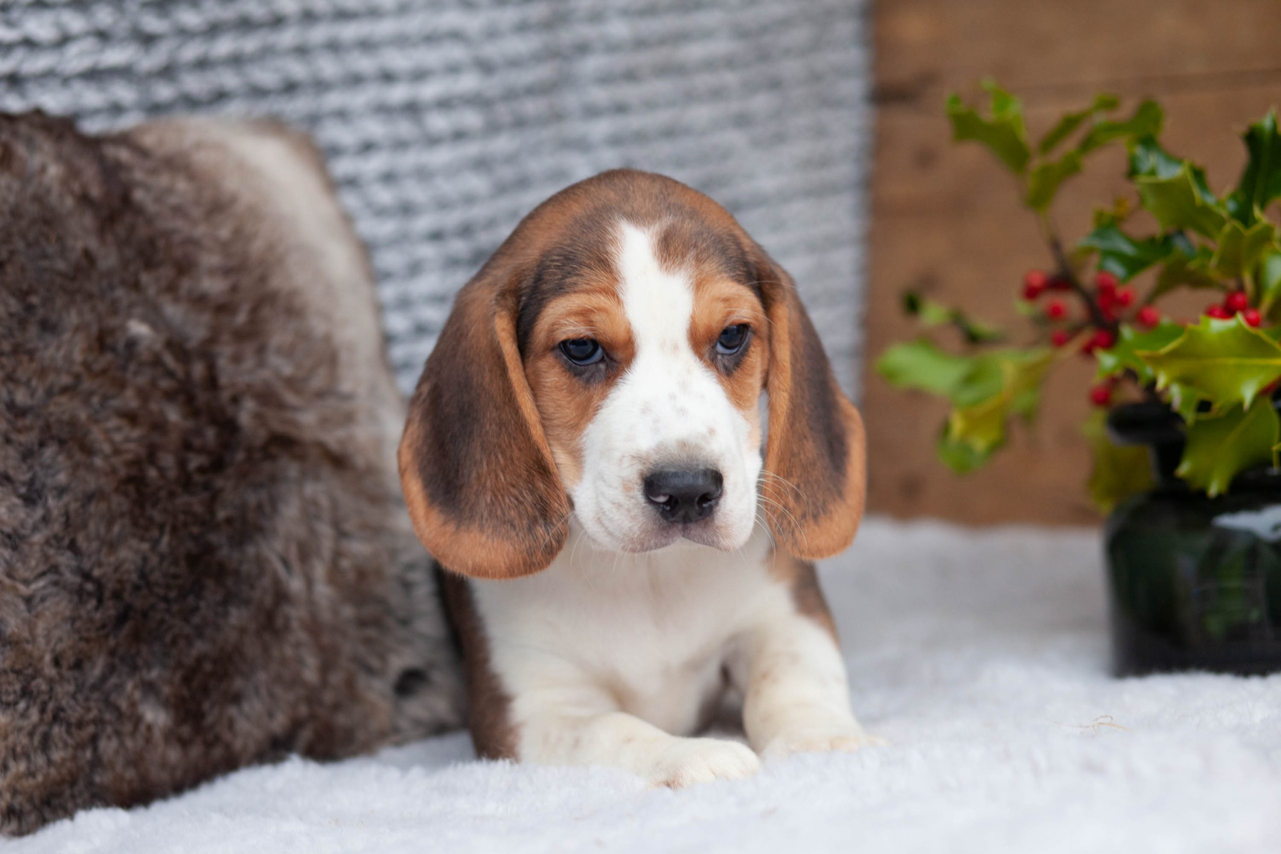 TriColour Beagles Kellys Kennels