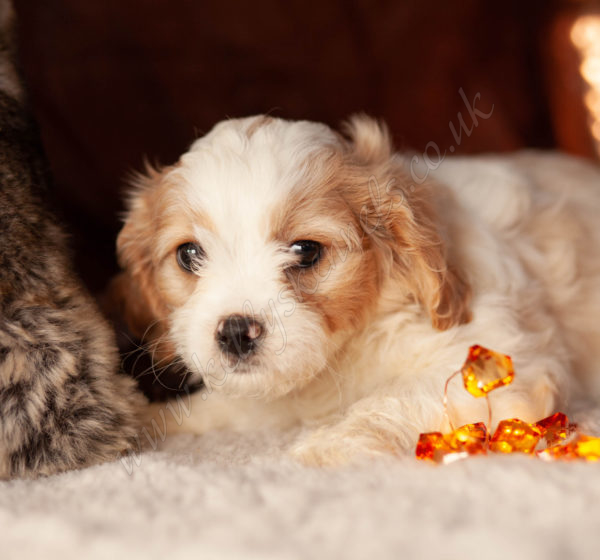 Beautiful Cavachons Kellys Kennels