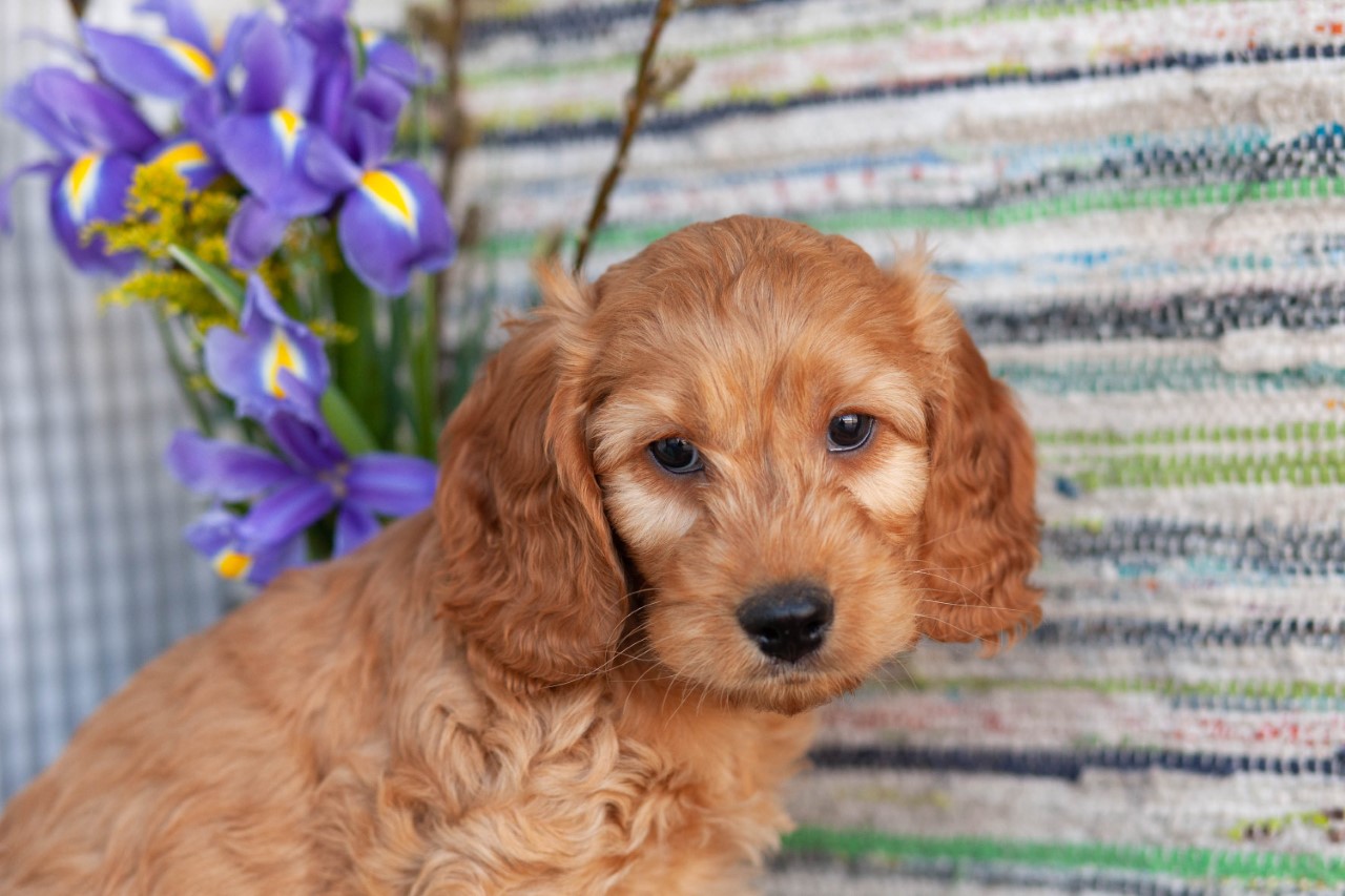Special Cockapoo Cute F1 CockaPoos – Kellys Kennels