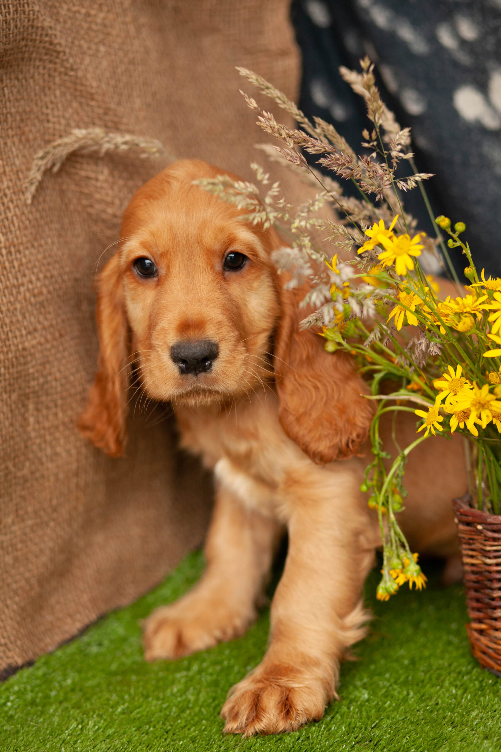 Cocker Spaniels Kellys Kennels