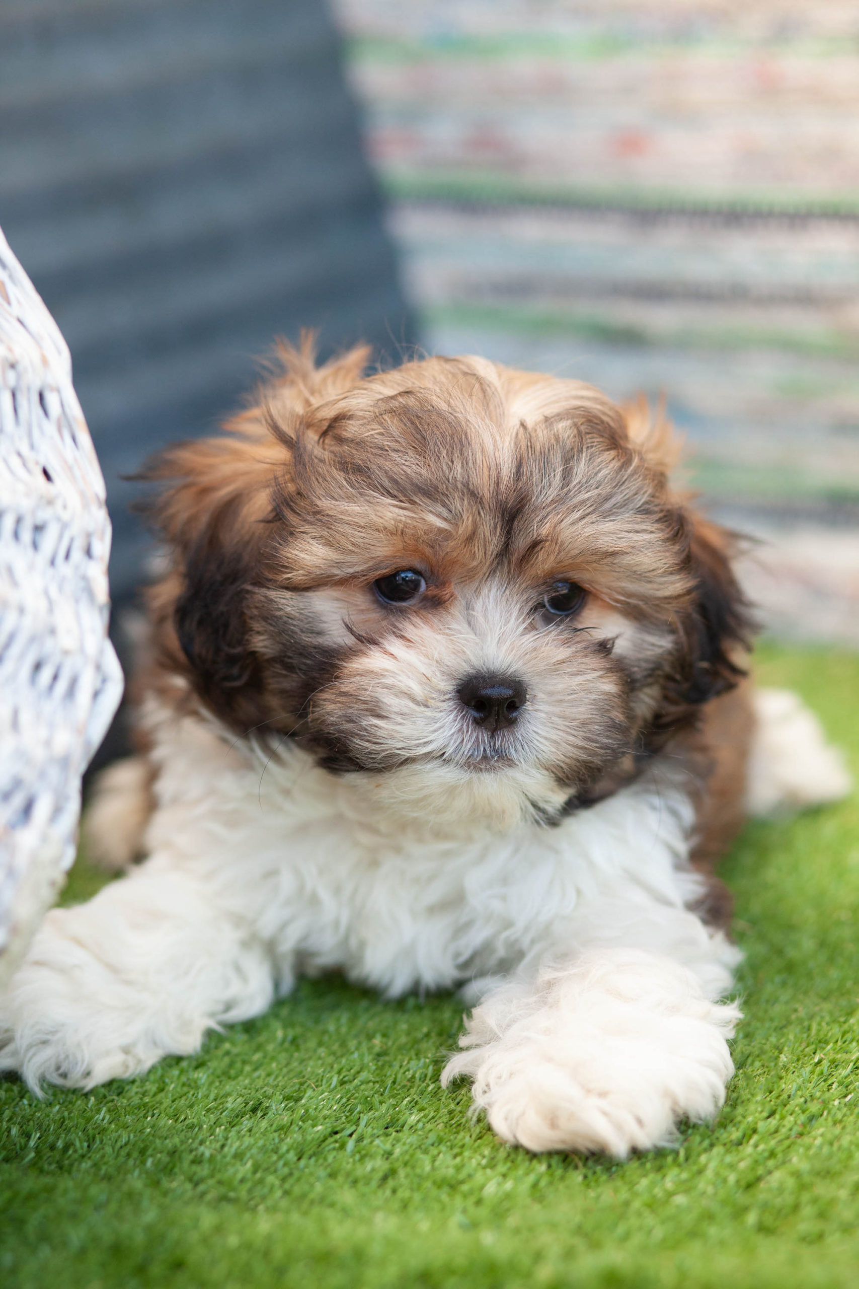 Superior Zuchons Kellys Kennels