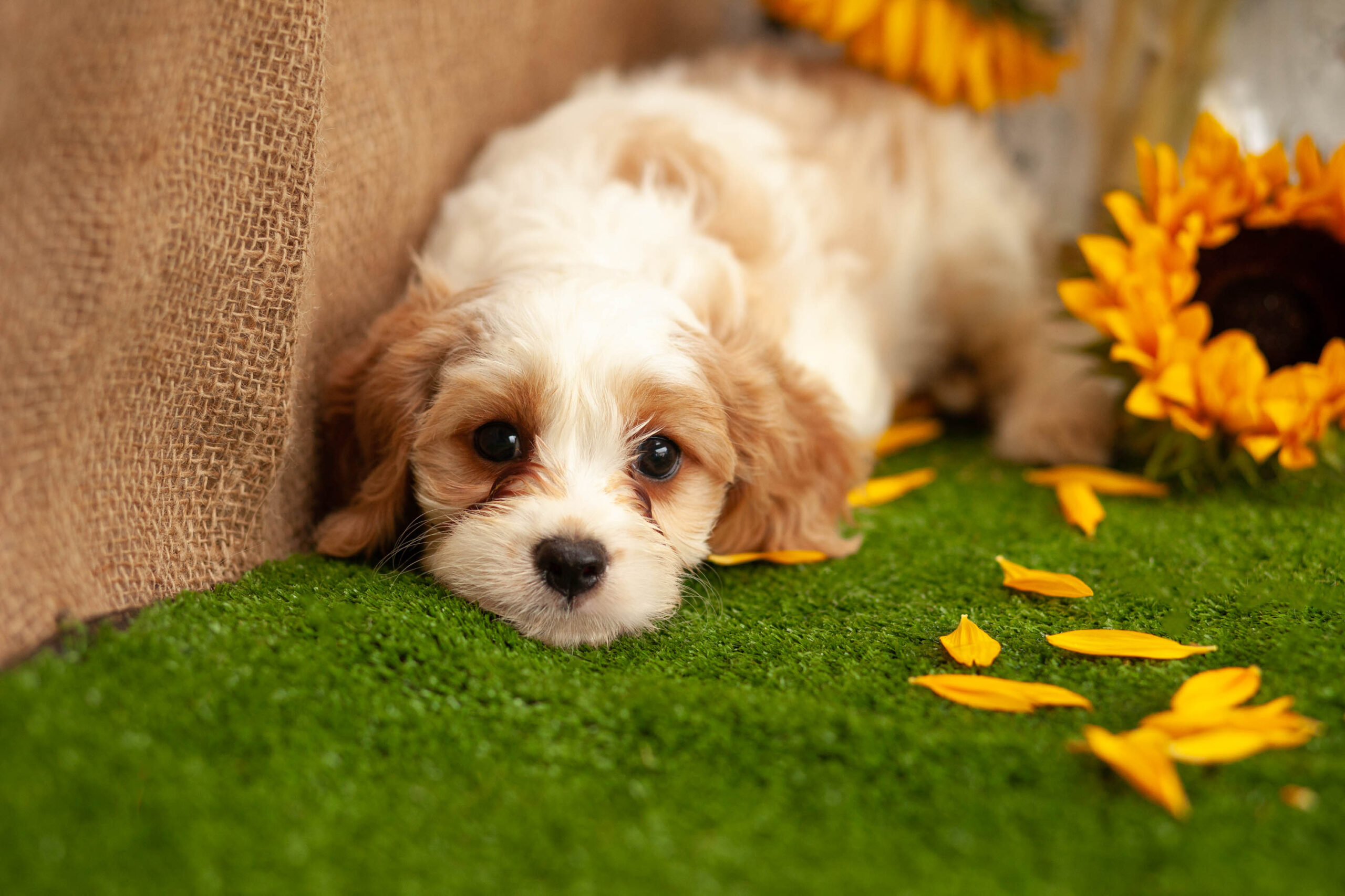 Beautiful Cavachons Kellys Kennels