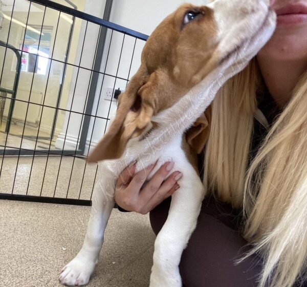 kellys kennels rehoming