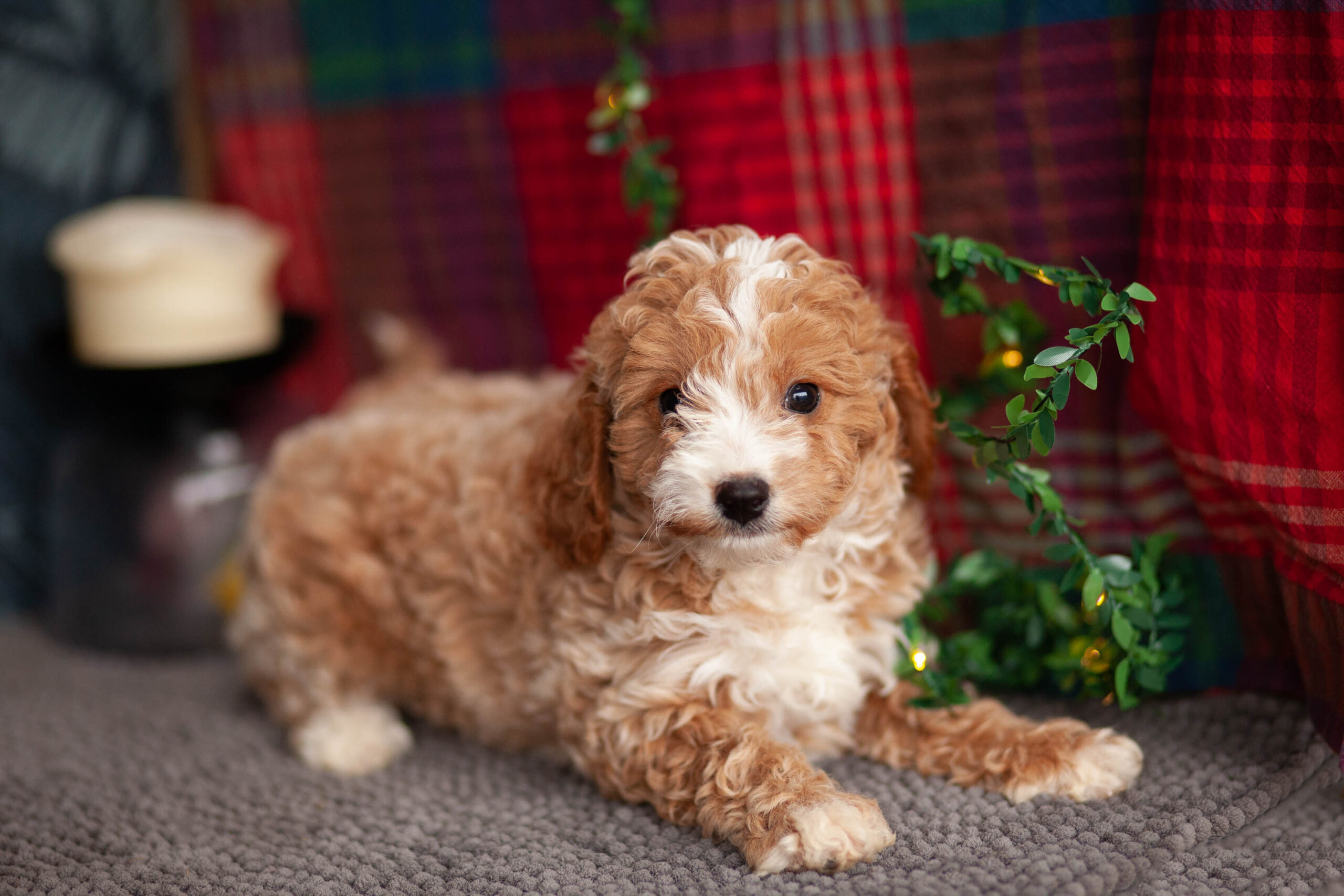 Unique CavaPooChons – Kellys Kennels
