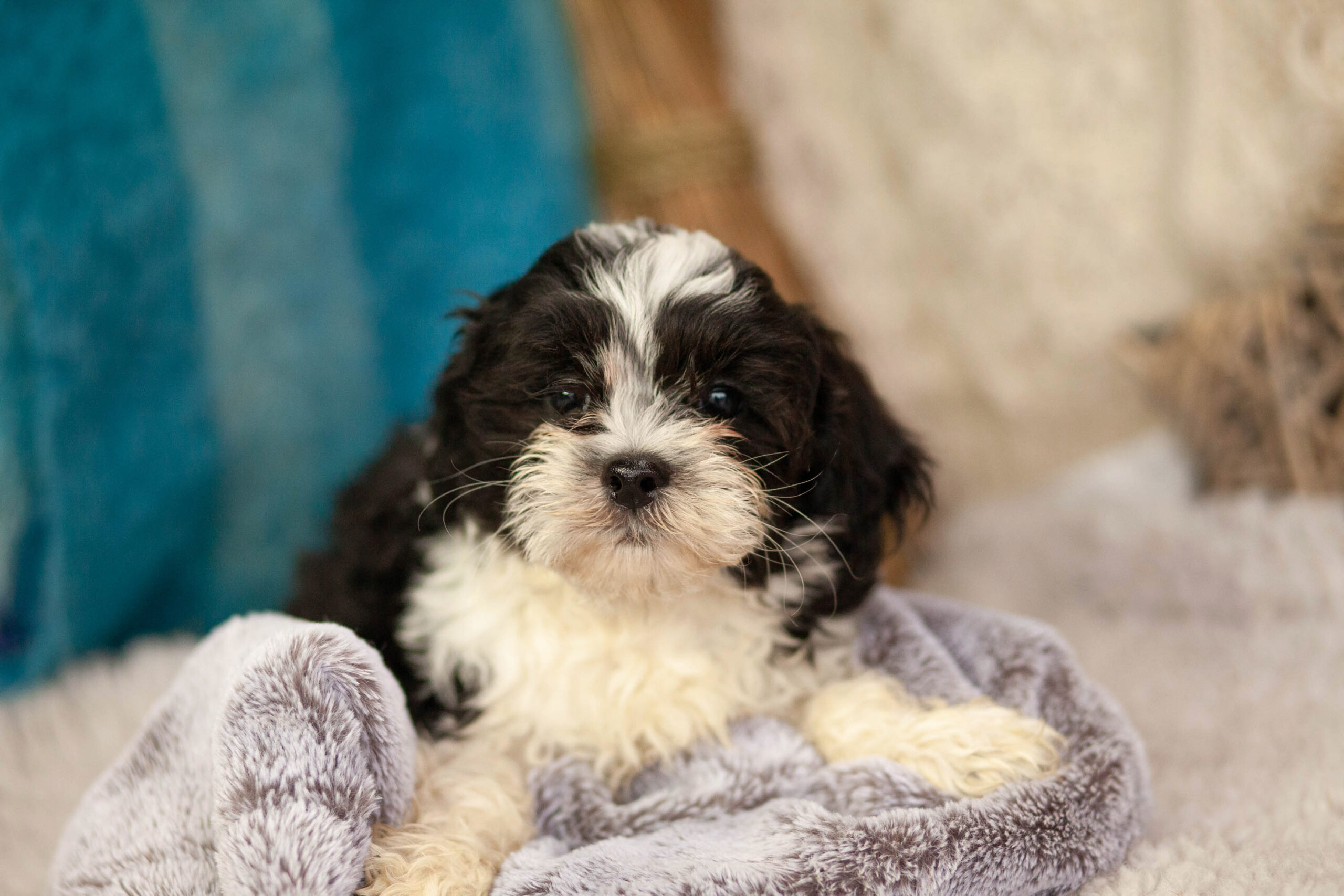 Superior Zuchons Kellys Kennels