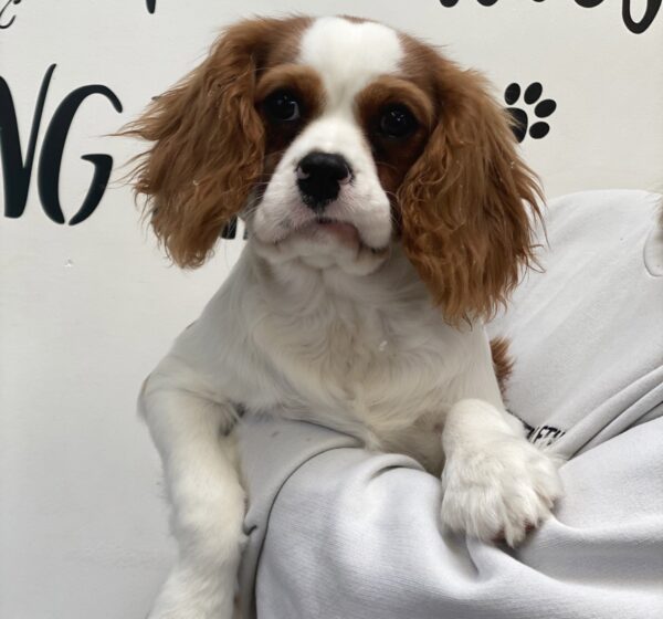 Rehoming – Kellys Kennels