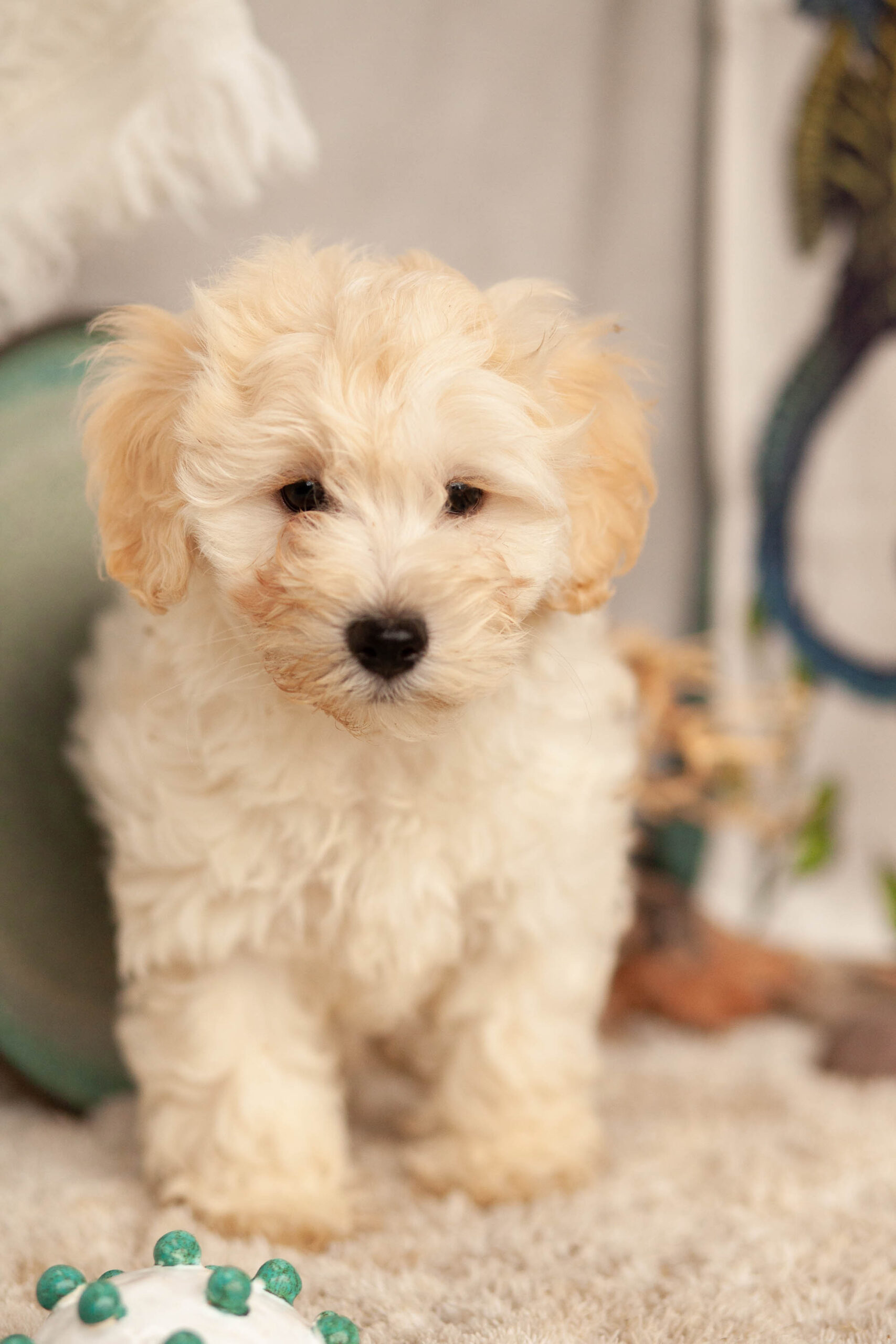 Irresistible MaltiPoos Kellys Kennels