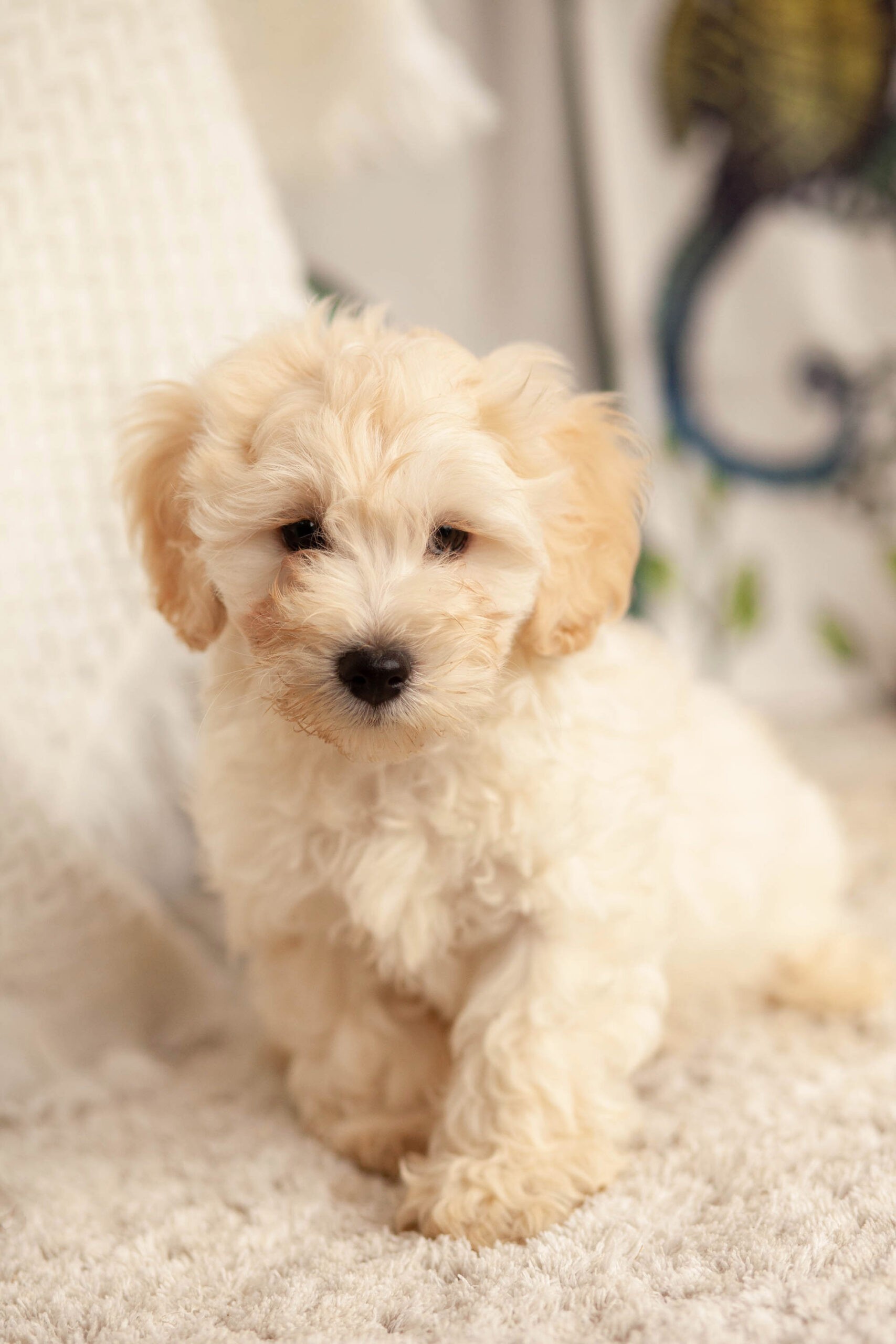 Irresistible MaltiPoos Kellys Kennels