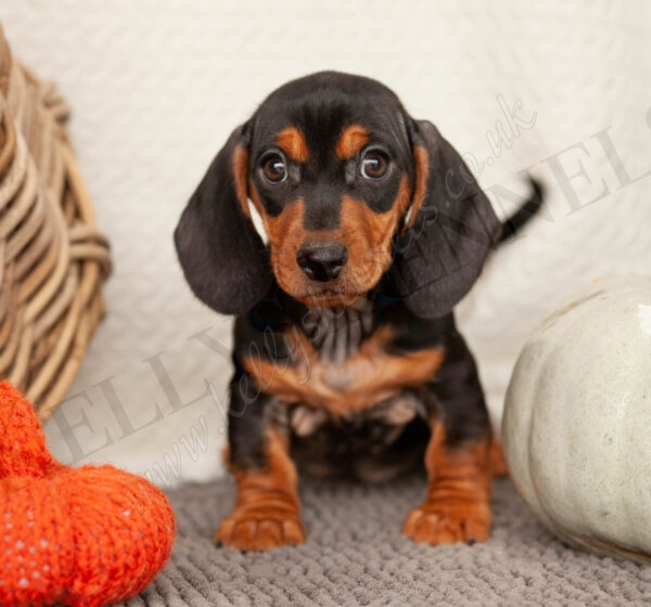 MAXX KENNELS PEDIGREE visual data 3