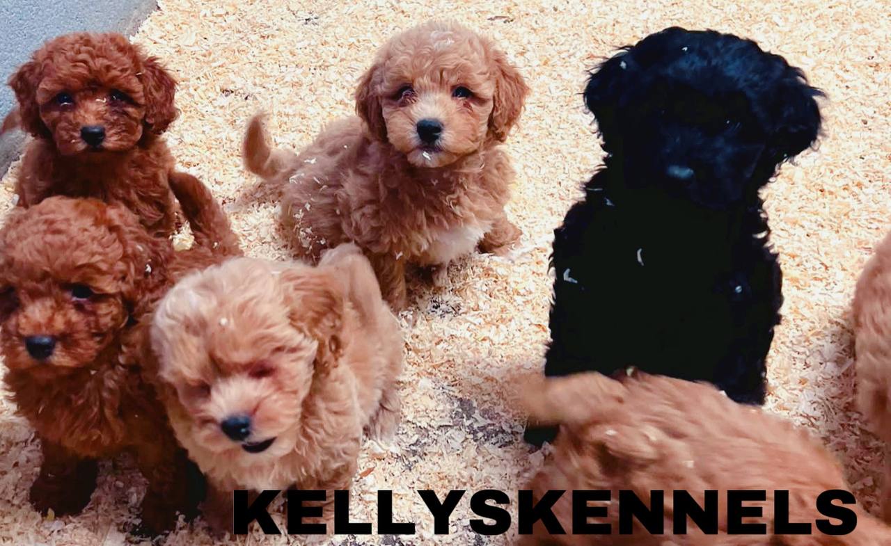 Lhasapoos Kellys Kennels