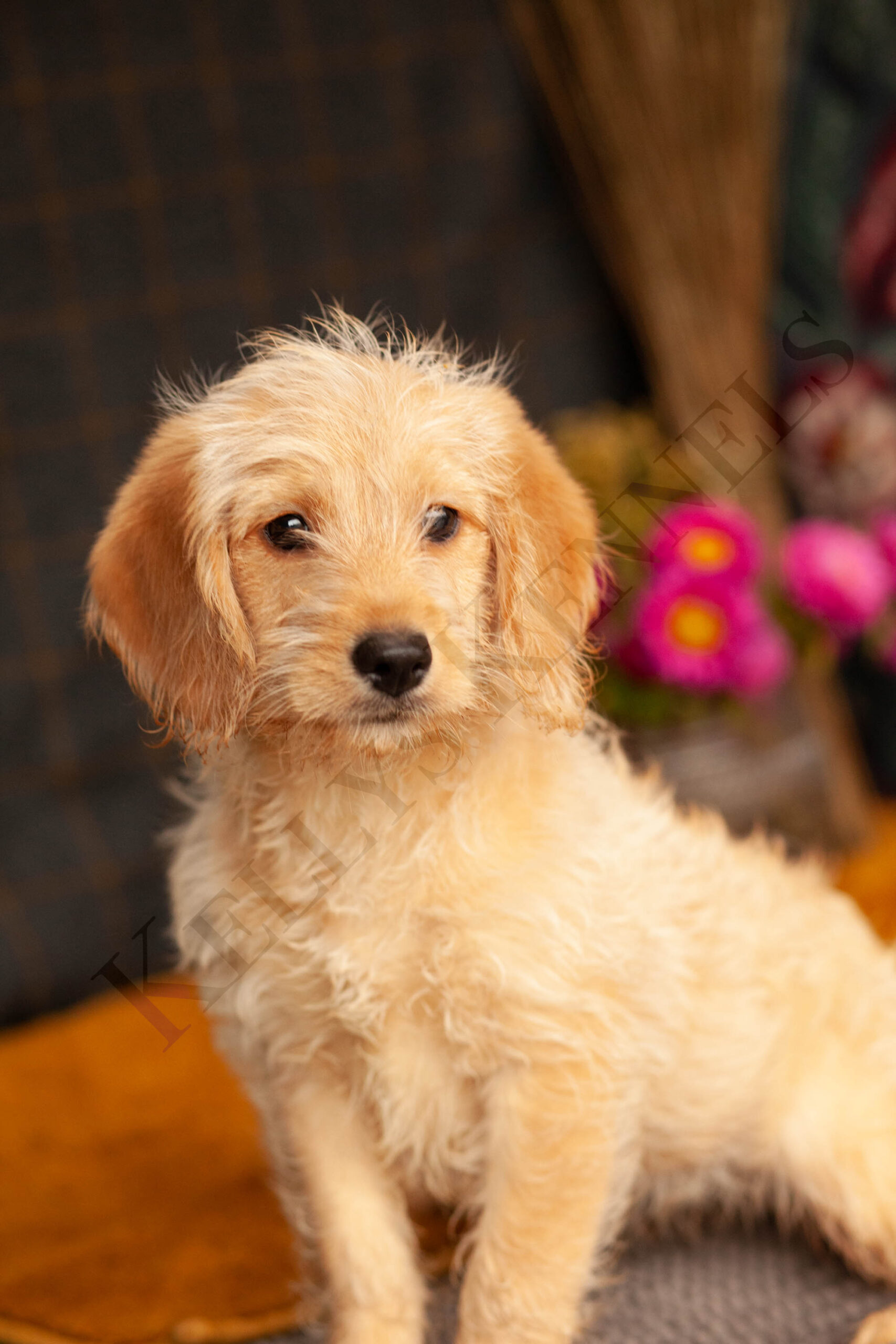 Golden Labradoodles Kellys Kennels