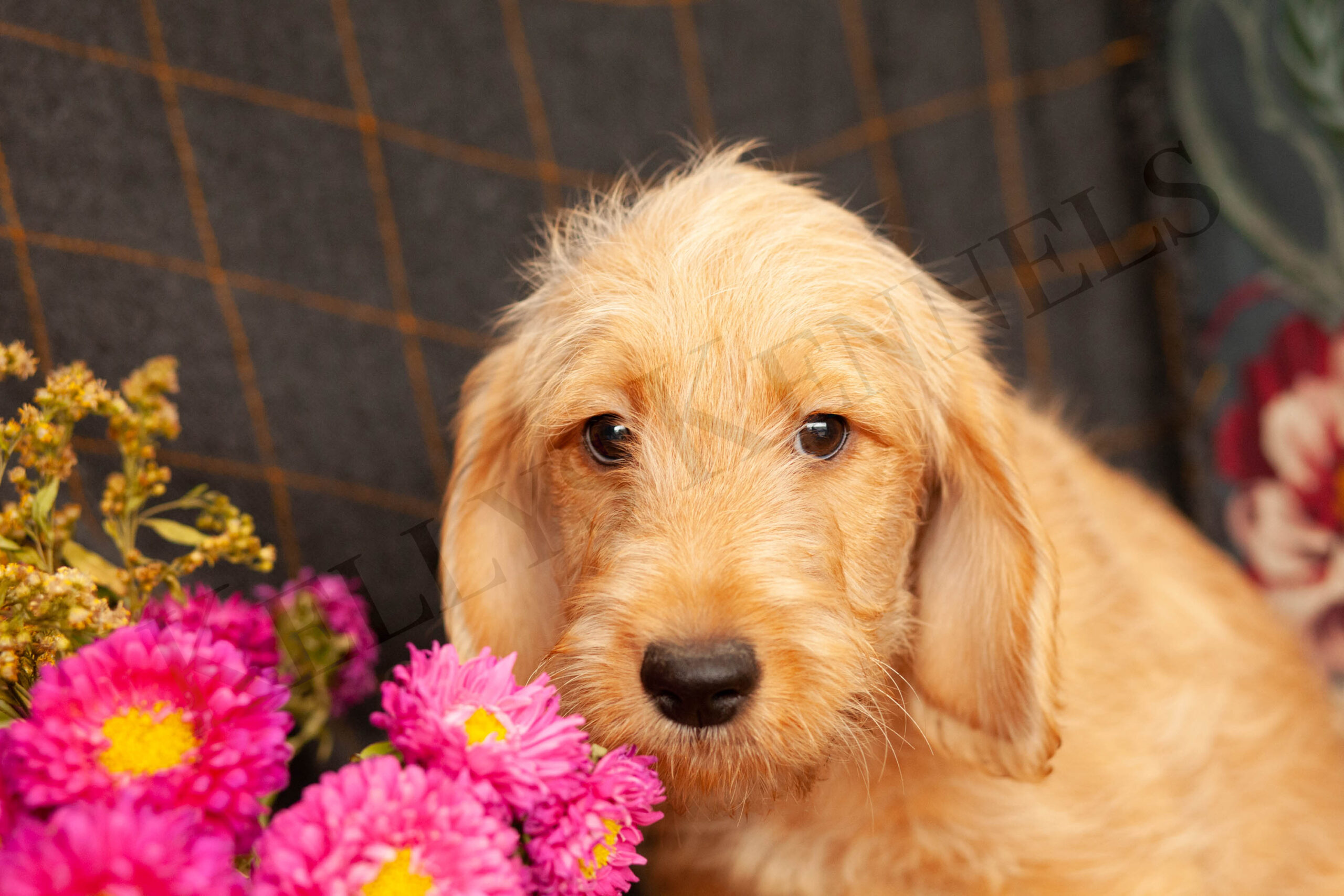 Golden Labradoodles Kellys Kennels