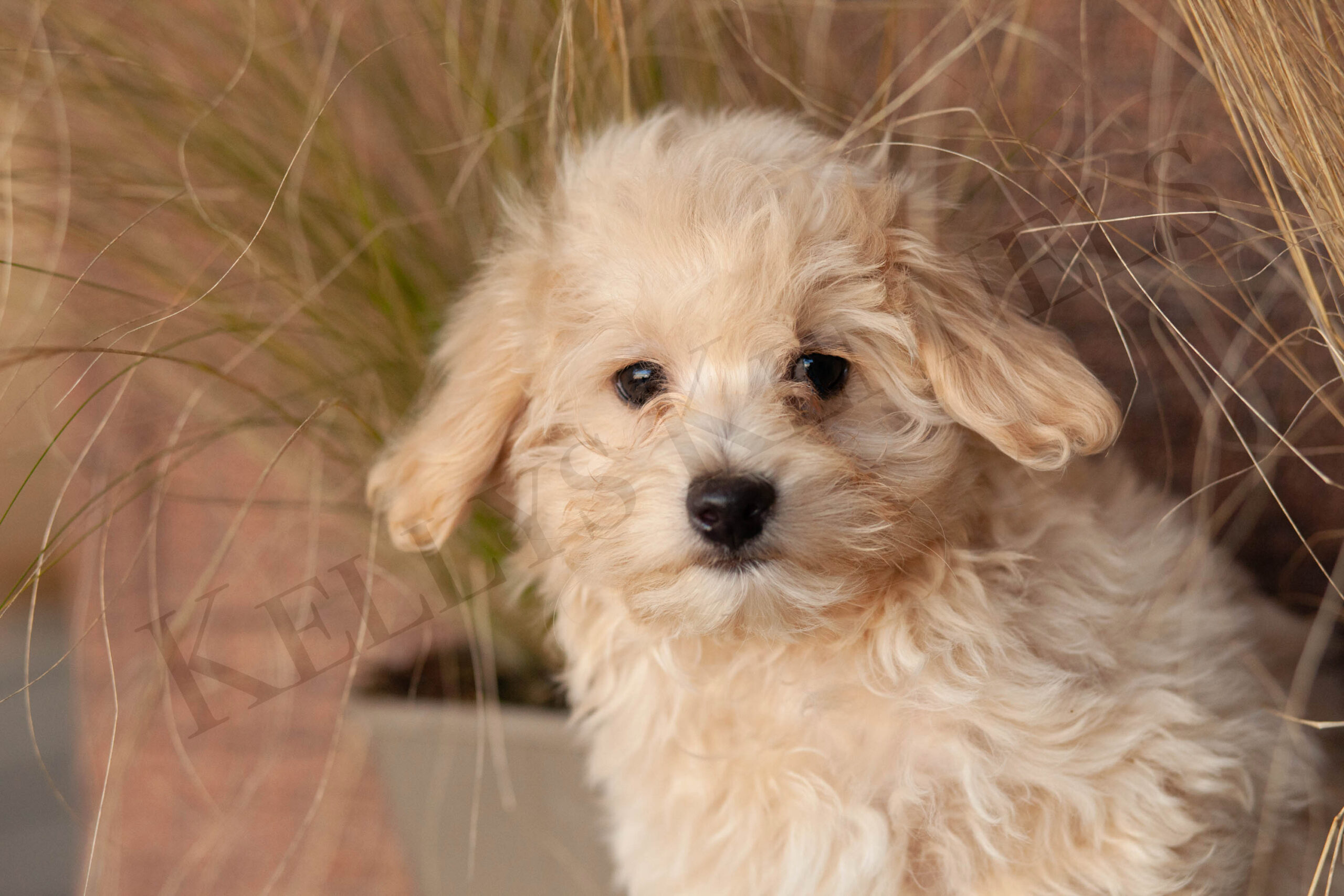Irresistible MaltiPoos Kellys Kennels