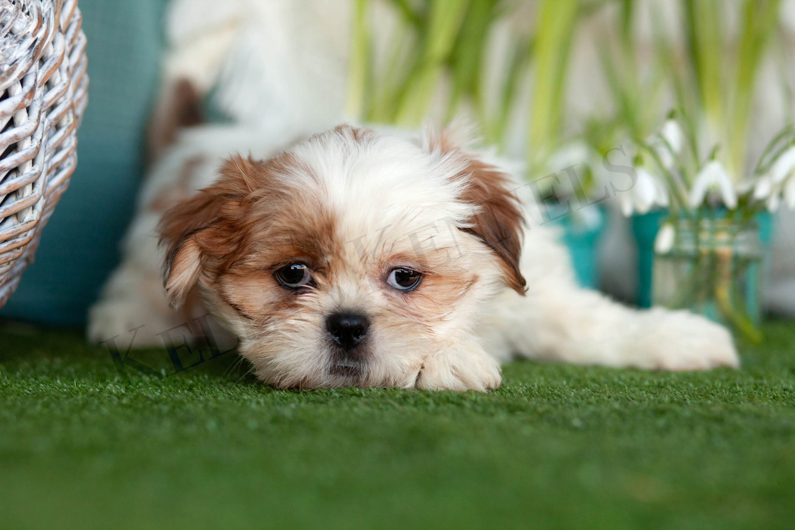 Shih Tzu Kellys Kennels