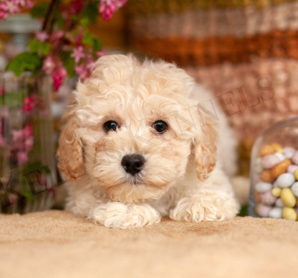 Irresistible MaltiPoos Kellys Kennels