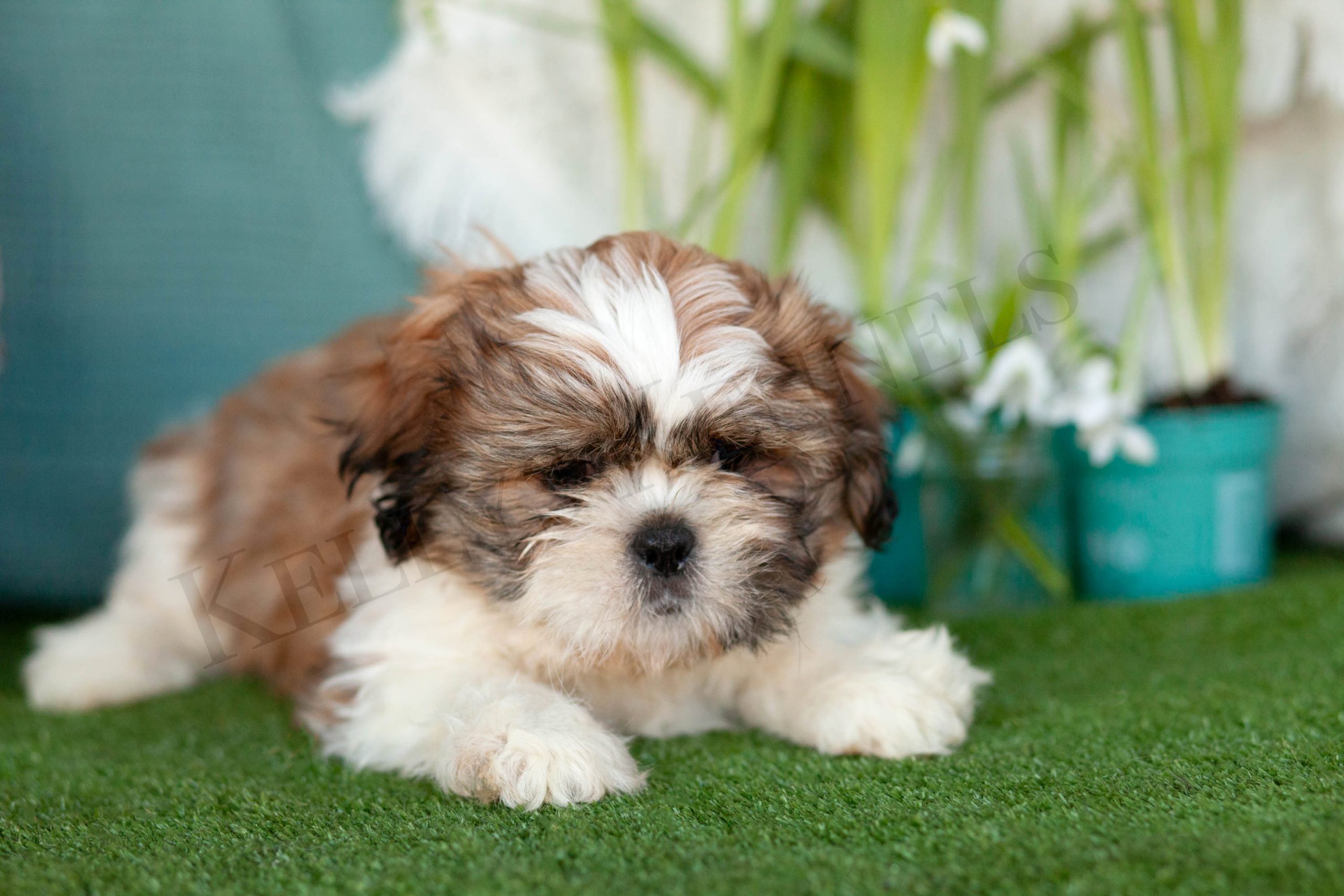 Shih Tzu Kellys Kennels