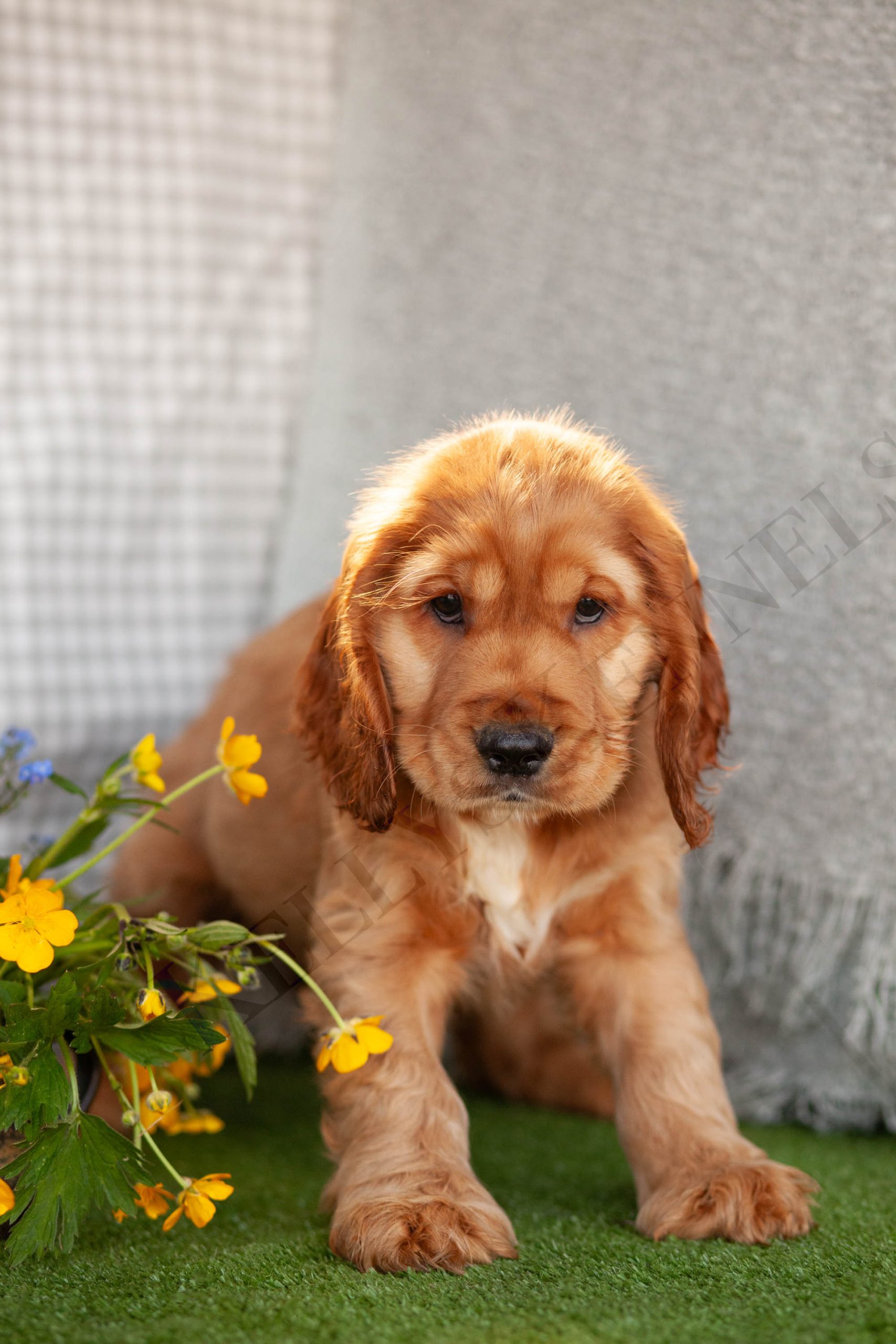 Cocker Spaniel Seattle Cocker Spaniels – Kellys Kennels